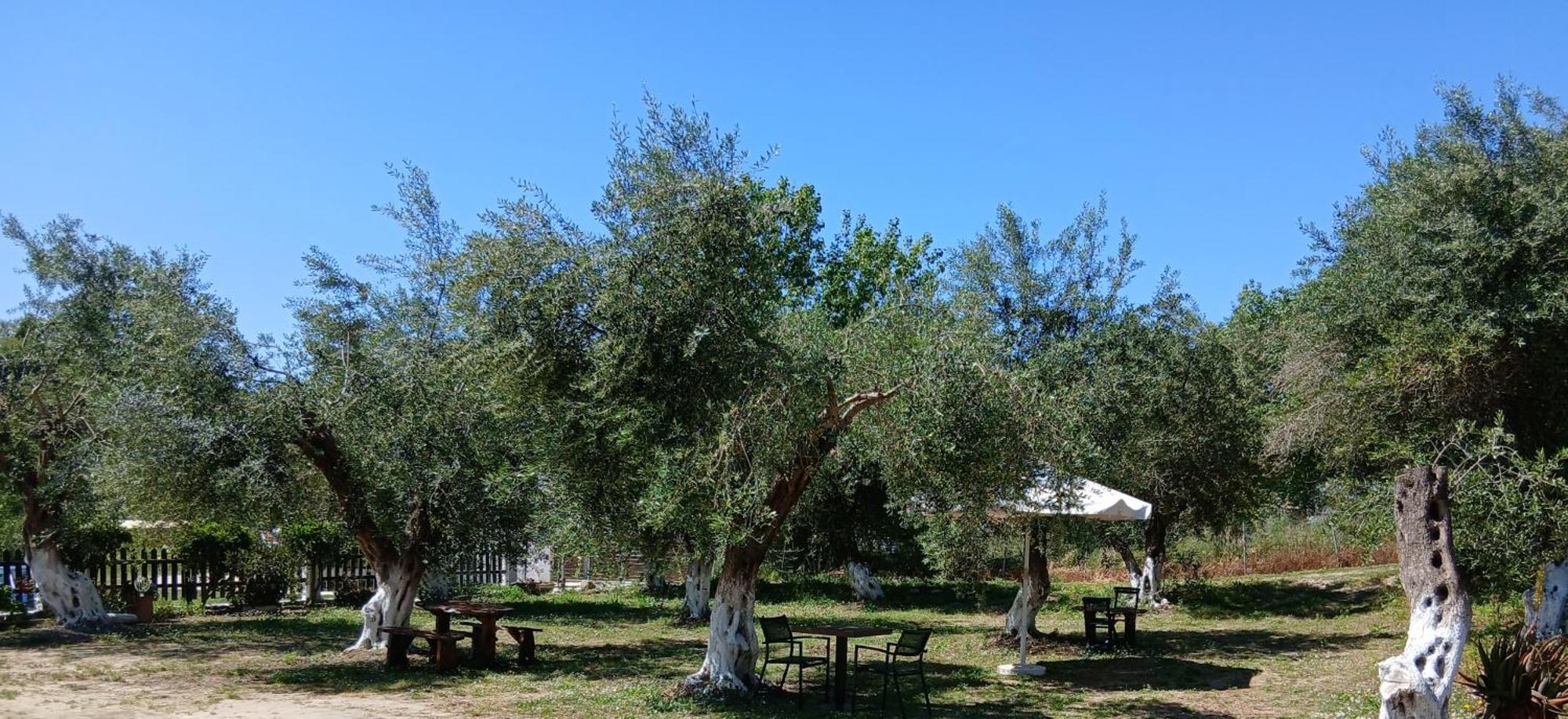 Olive House Bed & Breakfast Marathias Exterior foto